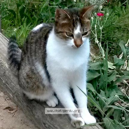 Photo 1/1 Albie Chat lost in Saint genis laval