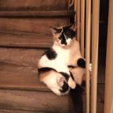 Picture of cat lost at Arras