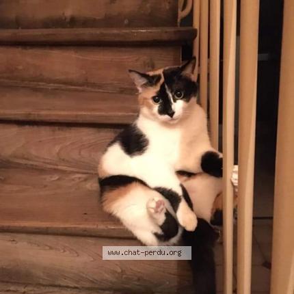 Photo 1/1 Choupinette Chat lost in Arras
