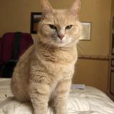 Picture of cat lost at Panazol