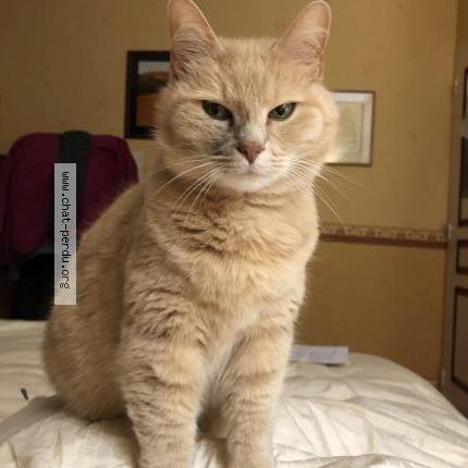 Photo 1/1 Chanel Chat lost in Panazol