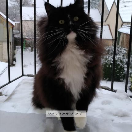 Photo 1/1 NYSSA Chat lost in Dijon