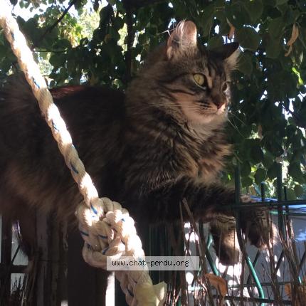 Photo 1/1 EVA Chat lost in Toulouse