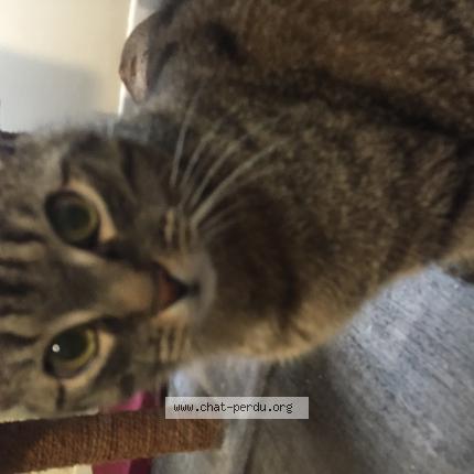 Photo 1/1 Shrek Chat lost in Anisy