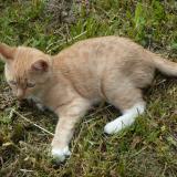 Picture of cat lost at Rennes