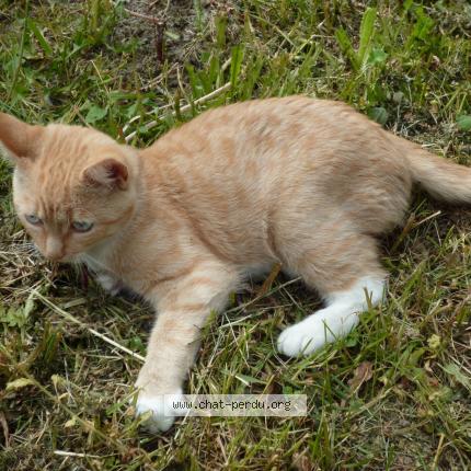 Photo 1/1 Orteil Chat lost in Rennes