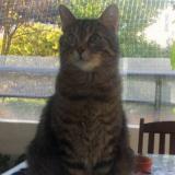 Picture of cat lost at Nice