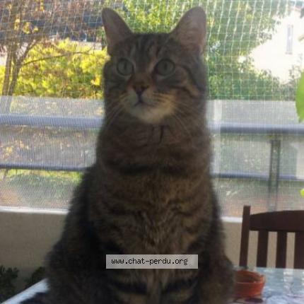 Photo 1/1 Tigrou Chat lost in Nice