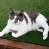 Picture of cat lost at Houlgate