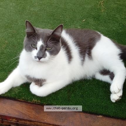 Photo 1/1 MISTY Chat lost in Houlgate