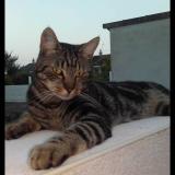 Picture of cat lost at Gignac Cressensac