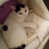 Picture of cat lost at Maubeuge