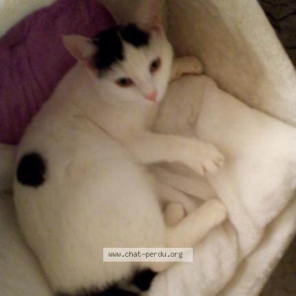 Photo 1/1 Cléo Chat lost in Maubeuge