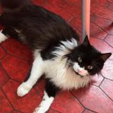 Picture of cat lost at Bouguenais