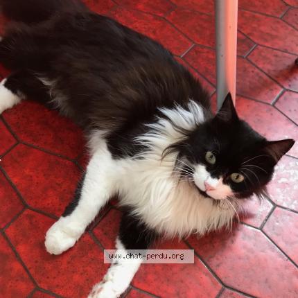 Photo 1/1 Fluffy Chat lost in Bouguenais