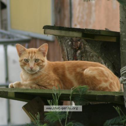 Photo 1/1 ROUPER Chat lost in Roncq