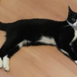 Picture of cat lost at Paris