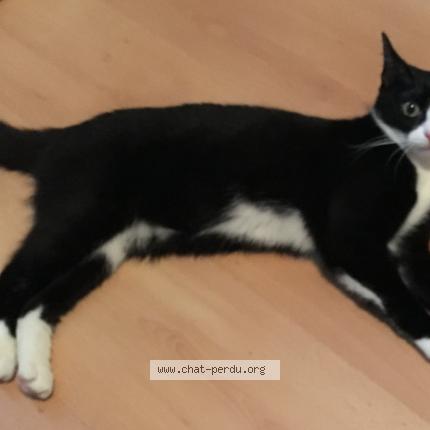 Photo 1/1 opale Chat lost in Paris