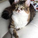 Picture of cat lost at La Vraie Croix