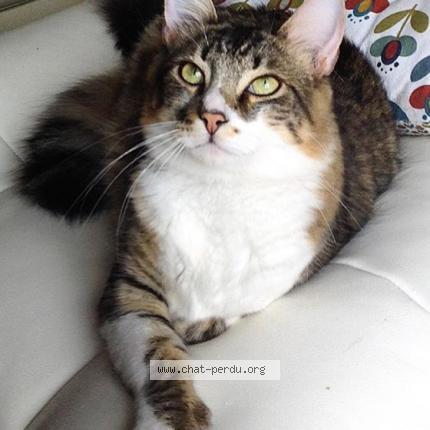 Photo 1/1 Lua Chat lost in La vraie croix