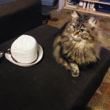 Picture of cat lost at Jouars Pontchartrain