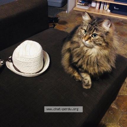 Photo 1/1 Soya Chat lost in Jouars pontchartrain