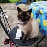 Picture of cat lost at Avignon