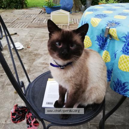 Photo 1/1 artaban Chat lost in Avignon