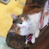 Picture of cat lost at Grau D Agde