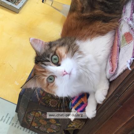 Photo 1/1 Perle Chat lost in Grau d agde