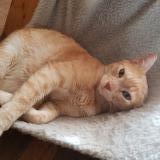 Picture of cat lost at St Germain Les Arpajon