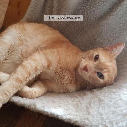 Photo 1/1 lucas Chat lost in St germain les arpajon