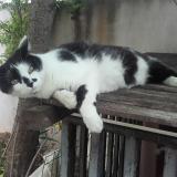 Picture of cat lost at Saint Bres