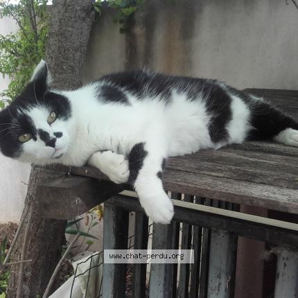 Photo 1/1 Titi Chat lost in Saint bres