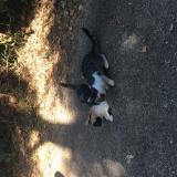 Picture of cat found at Frankfurt