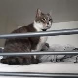 Picture of cat lost at Capbreton