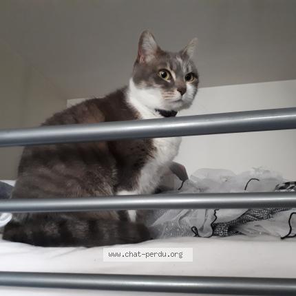 Photo 1/1 Nausica&auml; Chat lost in Capbreton