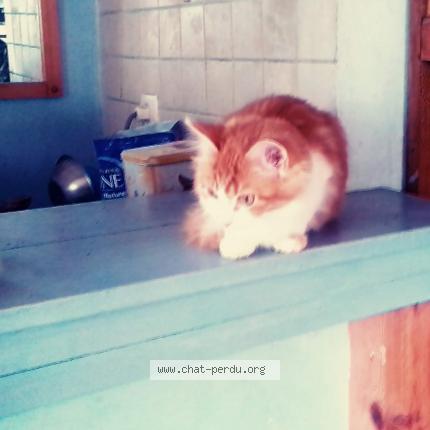 Photo 1/1 Zo&eacute; Chat lost in Albas