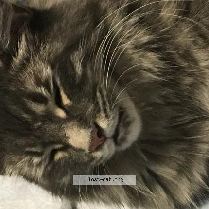471097 Oscar Cat Lost And Reunited In Oshawa Lost Cat Canada