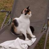 Picture of cat lost at St Viaud