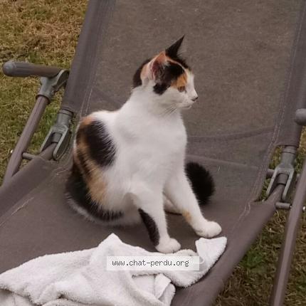 Photo 1/1 Timoune Chat lost in St viaud