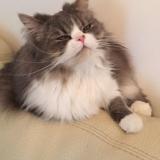 Picture of cat lost at Roussillon