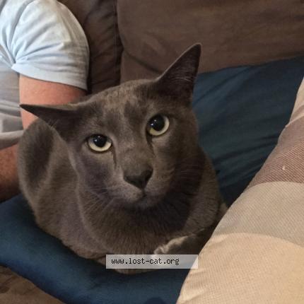 472266 Archie Lost Cat In Sydney Lost Cat Australia