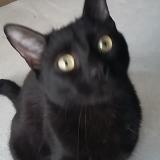 Picture of cat lost at Labbeville