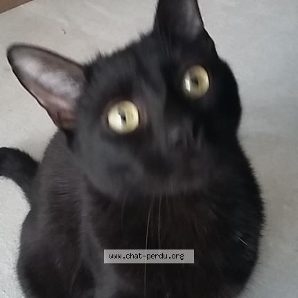 Photo 1/1 Ezekiel Chat lost in Labbeville