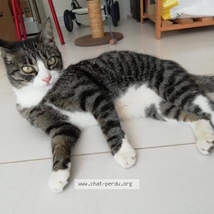 Photo 1/1 Capucine Chat lost in Dinoze