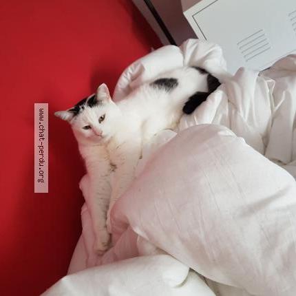 Photo 1/1 MALIBU Chat lost in Halluin