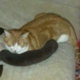 Picture of cat lost at Oulins