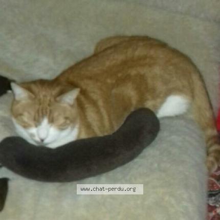 Photo 1/1 Renardeau Chat lost in Oulins