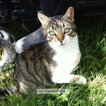 Photo 1/1 Ramses Chat lost in La destrousse